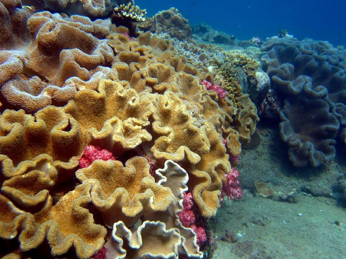 Seadina Coral Home 马特勒 外观 照片